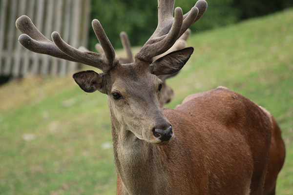 Ausflugstipp Wildpark Edersee